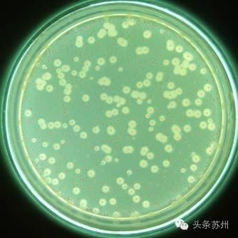 纯净水设备厂_纯净厂设备水质标准_水厂纯净水设备